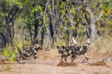 Afrika yaban köpeği Kruger National park, Güney Afrika