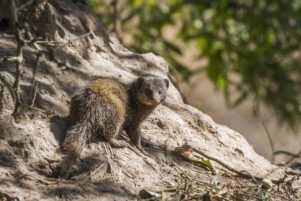 Common dwarf mongoose in Kruger National park, South Africa — Stock Photo, Image