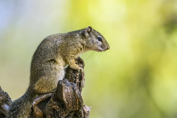 Smith bush squirrel in Kruger National park, South Africa — Stock Photo, Image