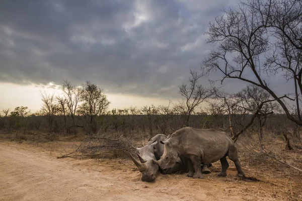 Southern white rhinoceros in Kruger National park, South Africa — Stock Photo, Image