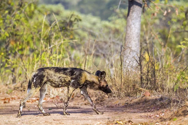 African wild dog in Kruger National park, South Africa — Stock Photo, Image