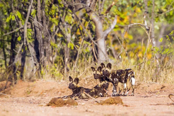 Perro salvaje africano en el Parque Nacional Kruger, Sudáfrica — Foto de Stock