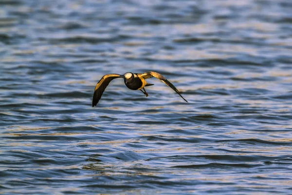 Forgeron Lapwing dans le parc national Kruger, Afrique du Sud — Photo