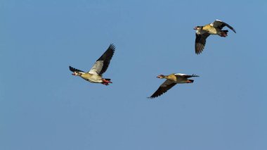 Mısır kaz Kruger National park, Güney Afrika