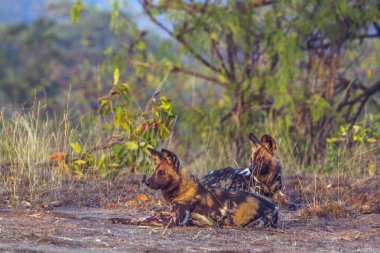 Afrika yaban köpeği Kruger National park, Güney Afrika
