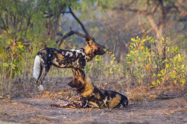 Afrika yaban köpeği Kruger National park, Güney Afrika