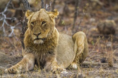 Afrika aslanı Kruger National park, Güney Afrika