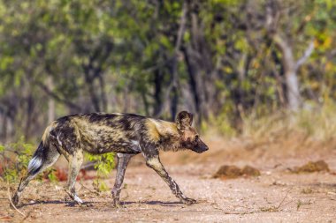 Afrika yaban köpeği Kruger National park, Güney Afrika