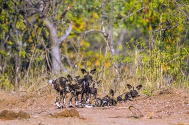 Afrika yaban köpeği Kruger National park, Güney Afrika
