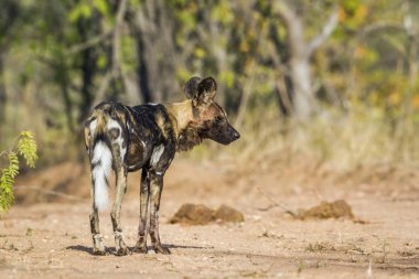Afrika yaban köpeği Kruger National park, Güney Afrika