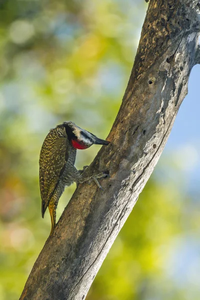 Bearded Woodpecker in Kruger National park, South Africa — Stock Photo, Image