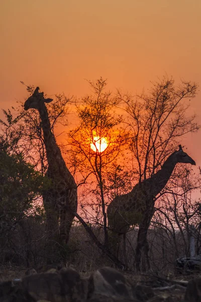 Жираф у національному парку Крюгер (ПАР). — стокове фото