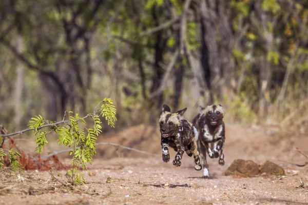 Perro salvaje africano en el Parque Nacional Kruger, Sudáfrica — Foto de Stock