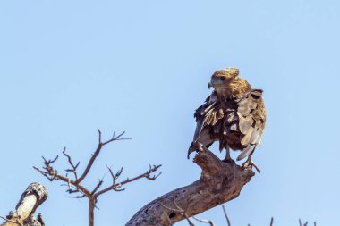 Bateleur kartal Kruger National park, Güney Afrika
