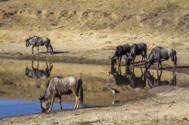 Mavi wildebeest Kruger National park, Güney Afrika