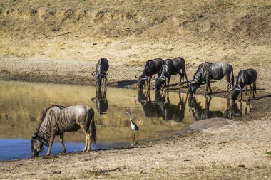 Mavi wildebeest Kruger National park, Güney Afrika