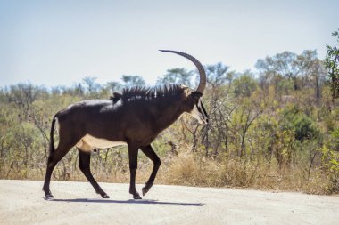 Samur antilop Kruger National park, Güney Afrika
