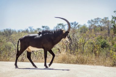 Sable antelope in Kruger National park, South Africa clipart