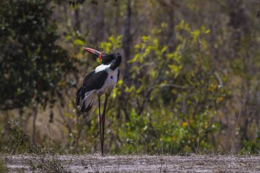 Saddle-billed stork in Kruger National park, South Africa clipart