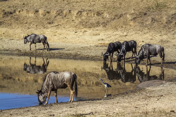 Csíkos GNÚ Kruger Nemzeti park, Dél-afrikai Köztársaság — Stock Fotó