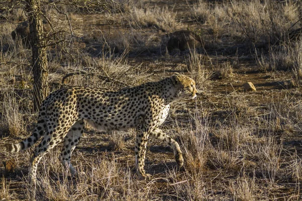 Cheetah in Kruger National Park, South Africa — стоковое фото