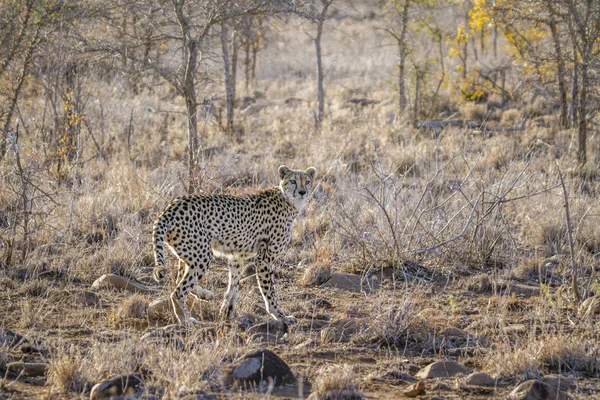 Cheetah en el Parque Nacional Kruger, Sudáfrica — Foto de Stock