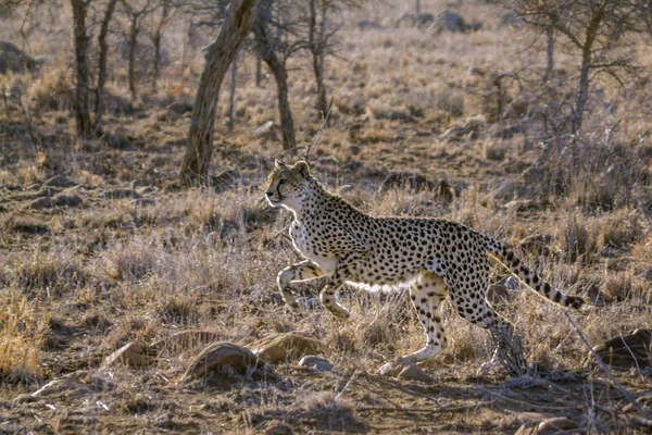 Cheetah nel parco nazionale di Kruger, Sud Africa — Foto Stock