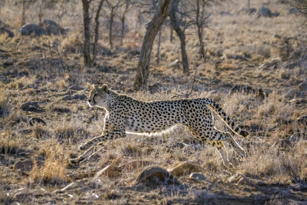 Cheetah in Kruger National park, South Africa — Stock Photo, Image