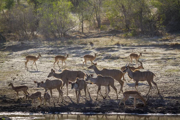 Nagy kudu Kruger Nemzeti park, Dél-afrikai Köztársaság — Stock Fotó