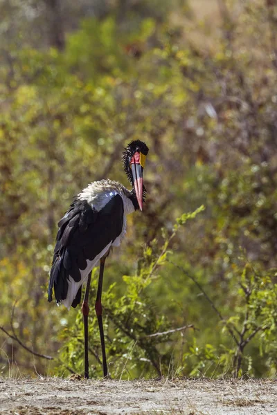 Sattelschnabelstorch im Kruger Nationalpark, Südafrika — Stockfoto