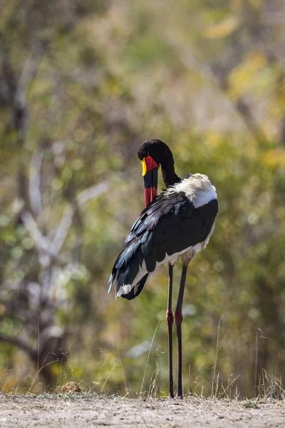 Sattelschnabelstorch im Kruger Nationalpark, Südafrika — Stockfoto