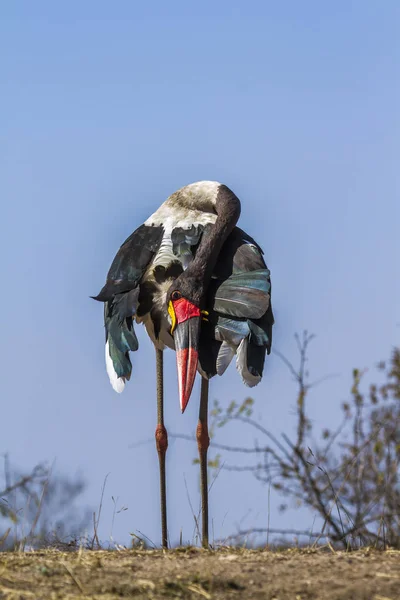 Saddle-billed stork in Kruger National park, South Africa — Stock Photo, Image