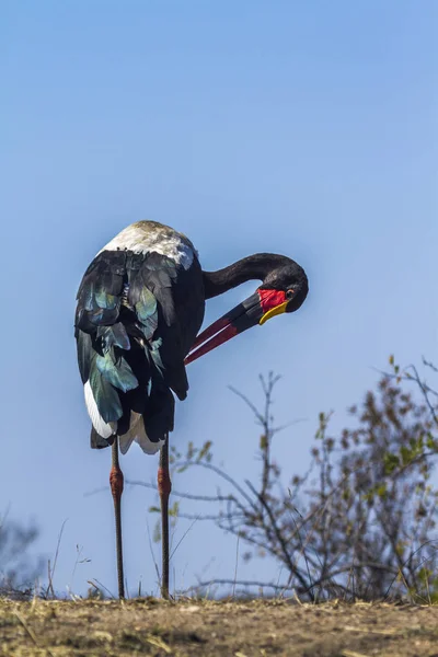 Sattelschnabelstorch im Kruger Nationalpark, Südafrika — Stockfoto