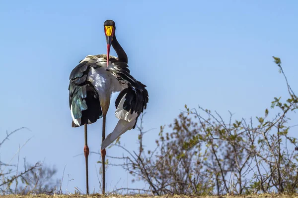 안장-청구 황새 남아프리카 공화국 크루 거 국립 공원 — 스톡 사진