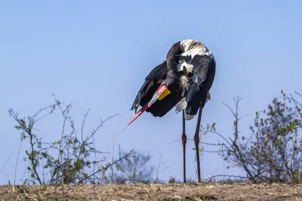 Saddle-billed stork in Kruger National park, South Africa — Stock Photo, Image