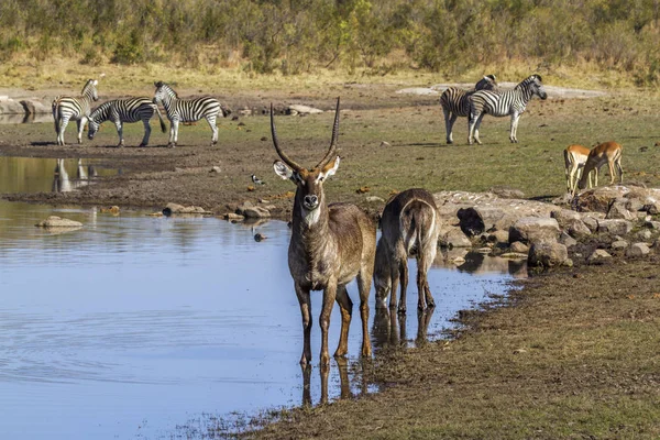 Kob śniady w kruger national park, Afryka Południowa — Zdjęcie stockowe