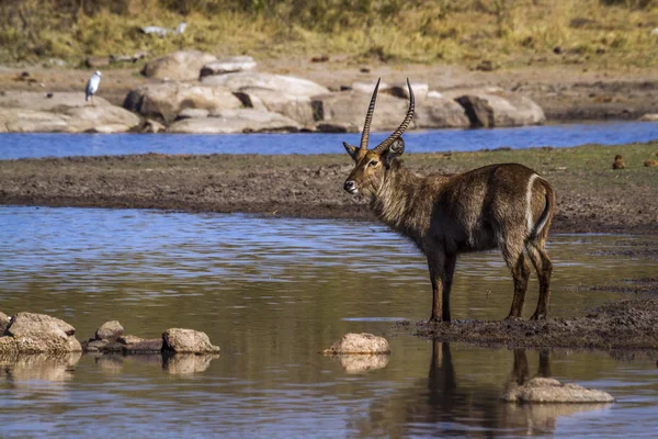 Waterbok in kruger national park, Zuid-Afrika — Stockfoto