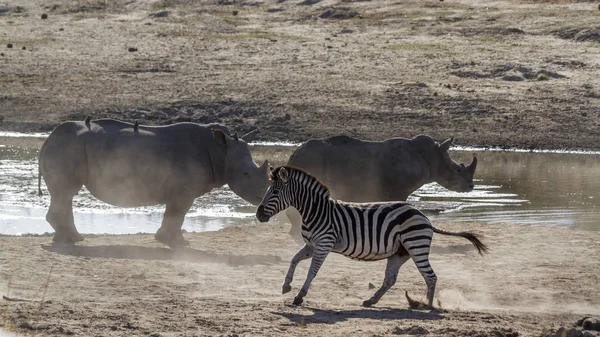 Alföldi zebra és fehér rhinocerosin Kruger Nemzeti park, Dél — Stock Fotó