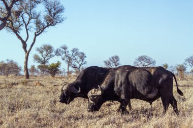Afrika manda Kruger National park, Güney Afrika
