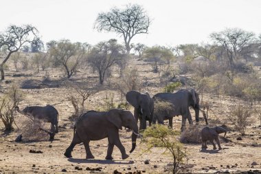 Afrika bush fil Kruger National park, Güney Afrika