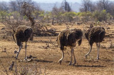 Afrikalı devekuşu Kruger National park, Güney Afrika
