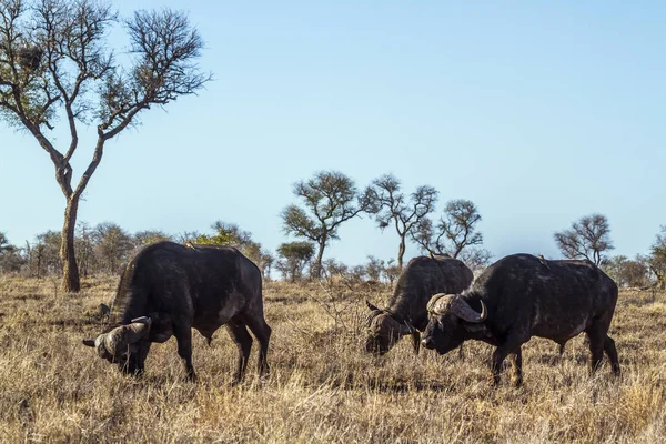Bawół afrykański w Kruger National park, Afryka Południowa — Zdjęcie stockowe