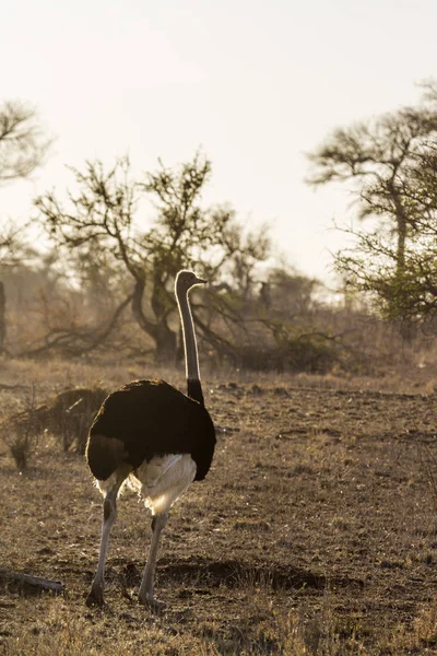 Struzzo africano nel parco nazionale di Kruger, Sudafrica — Foto Stock