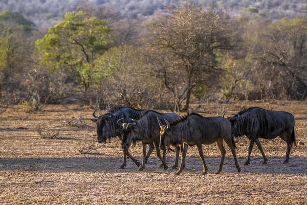 Blue Wildebeest in Kruger National Park, África do Sul — Fotografia de Stock