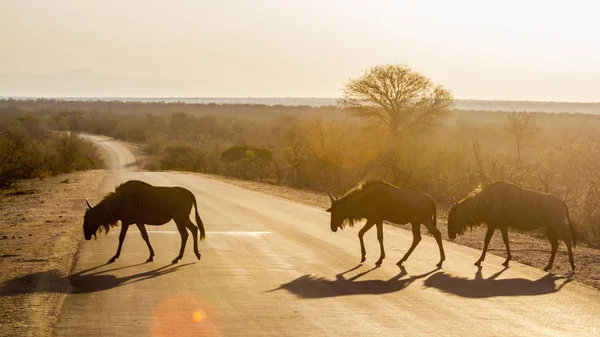 Blue Wildebeest en el Parque Nacional Kruger, Sudáfrica — Foto de Stock