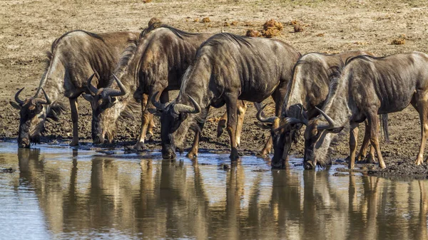 Blue Wildebeest en el Parque Nacional Kruger, Sudáfrica —  Fotos de Stock