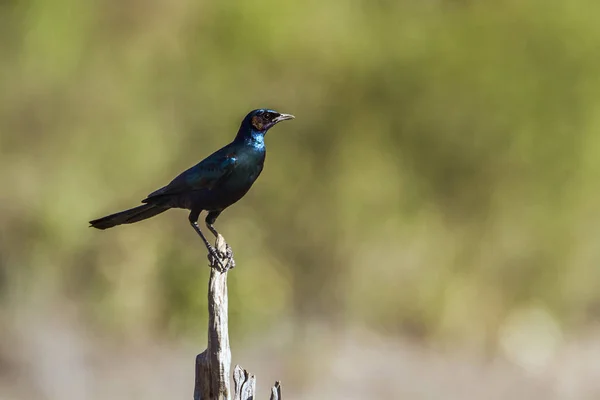 Burchell Glossy-Starling in Kruger National Park, África do Sul — Fotografia de Stock