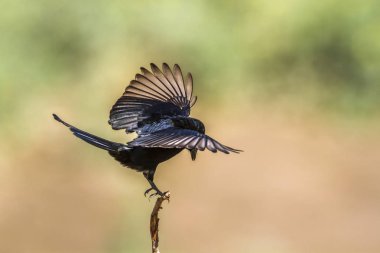 Çatal kuyruklu çaylak herif Kruger National park, Güney Afrika