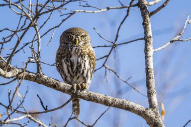 Pearl benekli Owlet Kruger National park, Güney Afrika