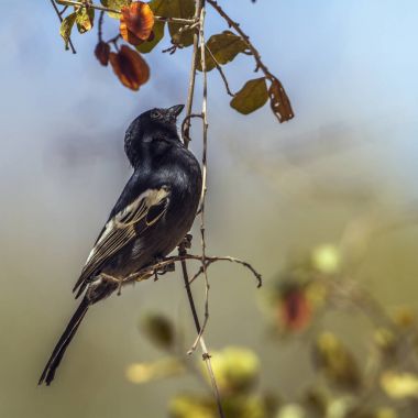 Güney siyah baştankara Kruger National park, Güney Afrika